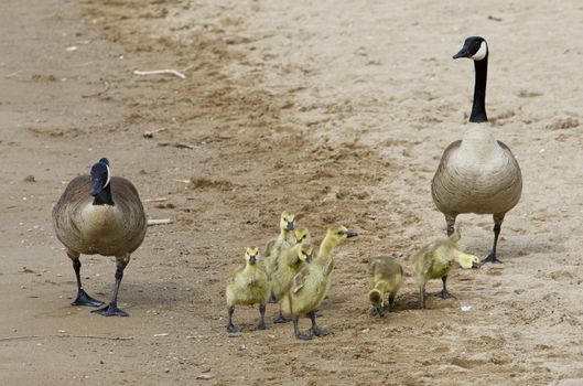 Young goose is a funny imitator of his parents