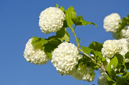 beautiful viburnum Guelder Rose Snowball tree (Viburnum opulus) blossoms on sky background