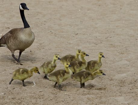 Funny young geese on the sand beach