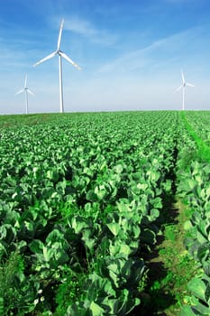 Energy conceptual image. Windmills on cabbage field.