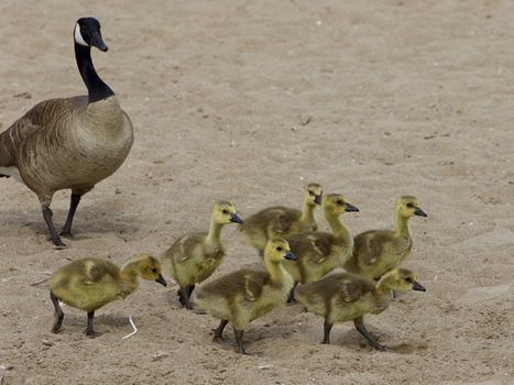 Nursery school