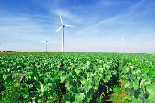 Energy conceptual image. Windmills on cabbage field.