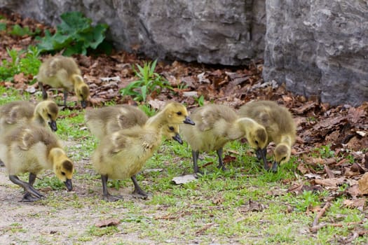 Funny imitation of the big geese