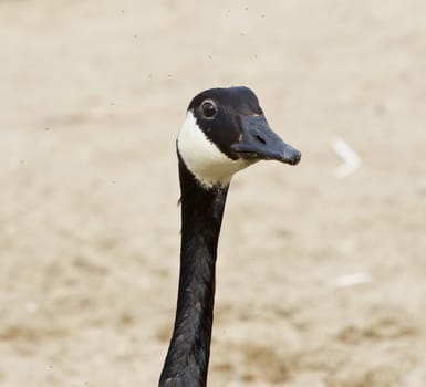 Funny head of a cackling goose