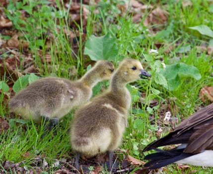 Young cackling geese are eating the grass