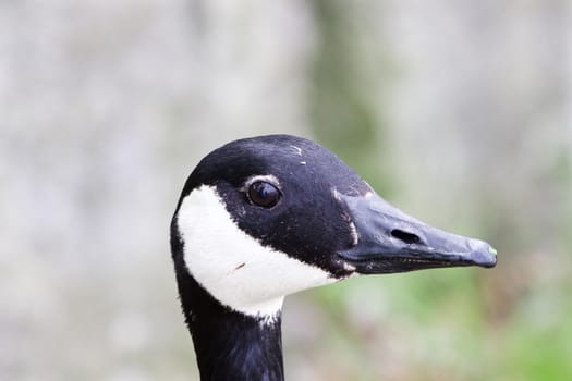 The funny smile of a cackling goose