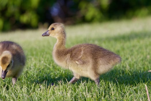 Young cute cackling goose is going somewhere