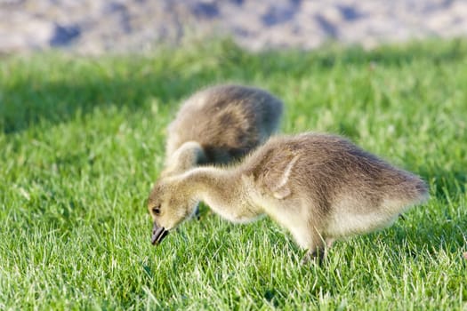 The young geese are eating the grass