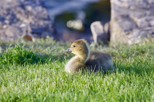 The young cackling goose is laying on the green grass