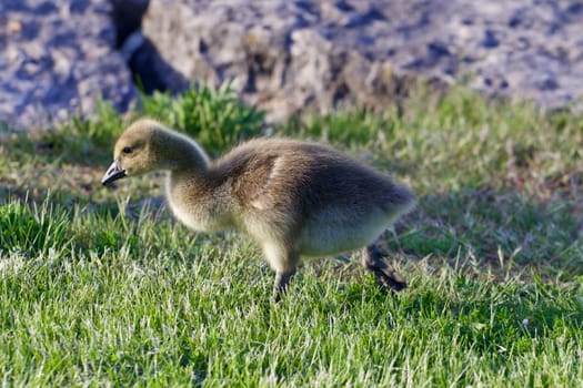 The young goose is going somewhere