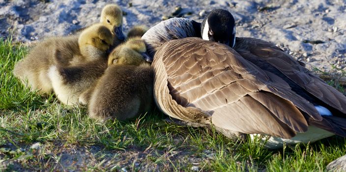 The family of a cackling geese