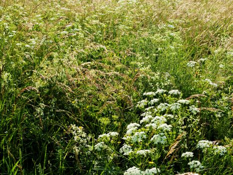 Field of plants, grass and flowers