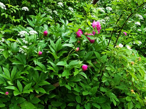 Garden with flowers and plants