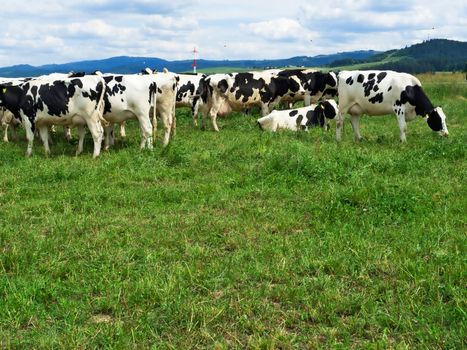 A herd of black and white Holstein Friesian dairy cattle grazing in a green pasture