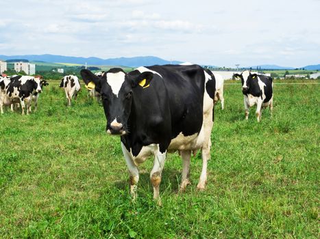 A herd of black and white Holstein Friesian dairy cattle grazing in a green pasture