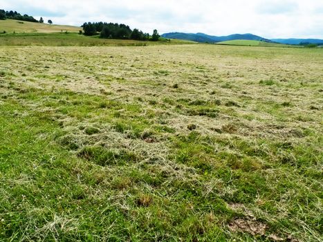 Field of drying hay