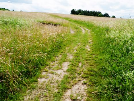 Country Road in Field