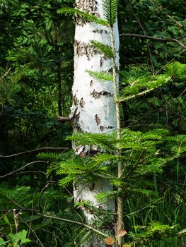 White-barked birch tree in forest