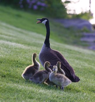 Mother-goose protects her children from the dog