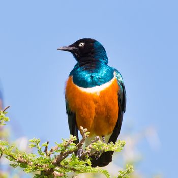 Superb Starling Bird, Lamprotornis superbus, formerly known as Spreo superbus, can commonly be found in East Africa, including Ethiopia, Somalia, Uganda, Kenya, and Tanzania.