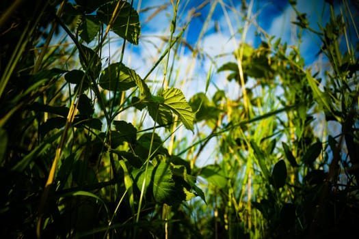 A view from the grass as you would be the size of an insect