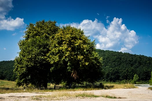 A tree growing separate by the forest