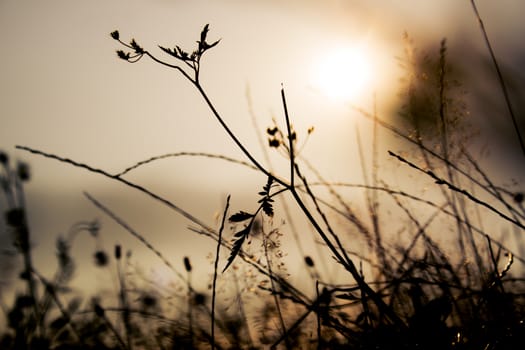 Grass silhouettes in a sunset light