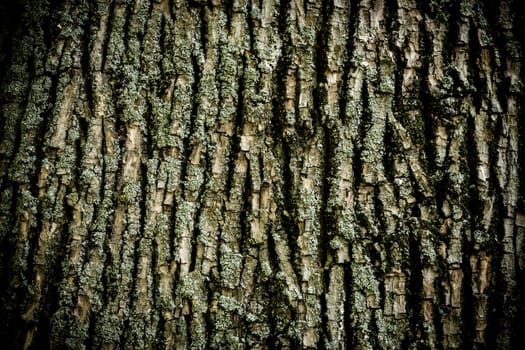 A close-up shot made to a tree