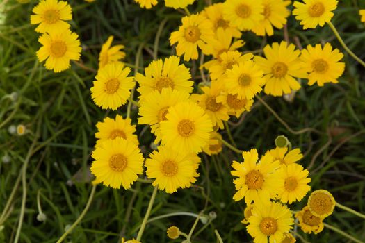 yellow flowers grow against a green, grassy background