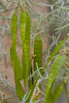 green bean pods hang from a desert plant