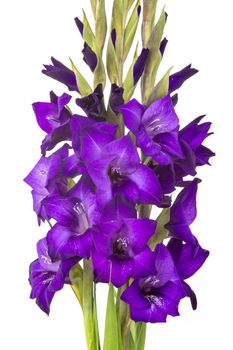 purple gladiolus flowers on white background