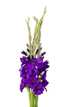 purple gladiolus flowers on white background