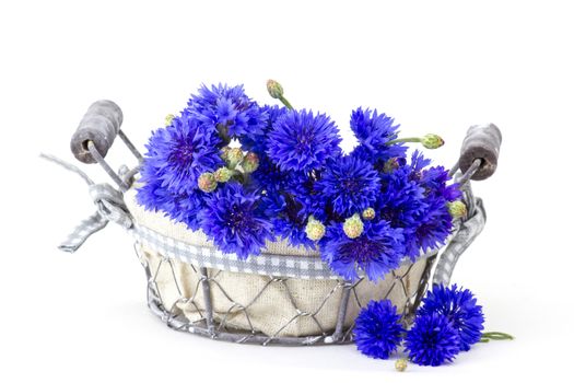 cornflowers in a basket on white background