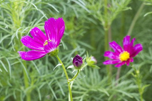 Cosmos flower (Cosmos Bipinnatus) with blurred background