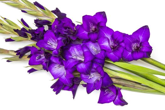 purple gladiolus flowers on white background