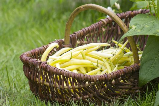 fresh yellow beans picked and put in a wicker basket