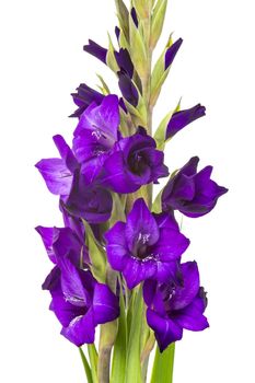 purple gladiolus flowers on white background