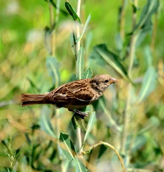 House sparrow on a rusty barbed wire