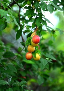 Picture of an Wild organic ripe plums