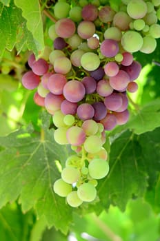 Picture of an unripe  grapes  with the sunlight beautifully shining through the vine leaves