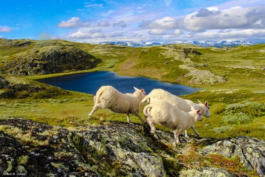 Hallingskarvet i bakgrunnen, område: Bergsjø, Ål