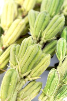 Plant fresh black Sesame pod closed up