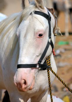 White horse at Pushkar Fair in Rajasthan, India, Asia