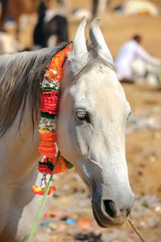 White horse at Pushkar Fair in Rajasthan, India, Asia