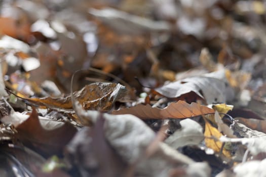 Colorful background of autumn leaves