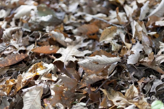 Colorful background of autumn leaves