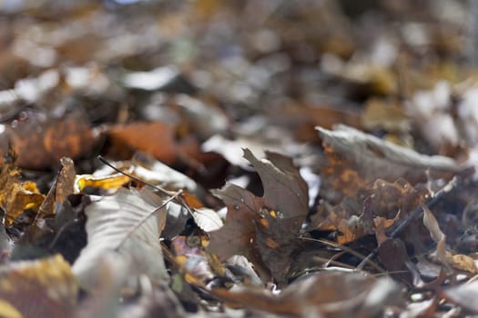 Colorful background of autumn leaves