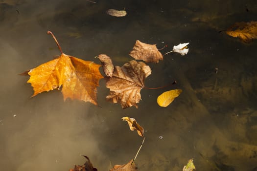 Colorful background of autumn leaves