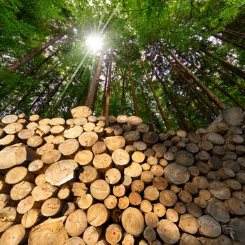 Trunks of trees cut and stacked in the foreground, green forest in the background with sun rays