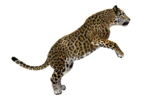 3D digital render of a big cat jaguar isolated on white background